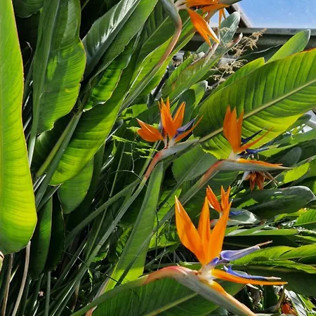 Appartement La Strelizia *