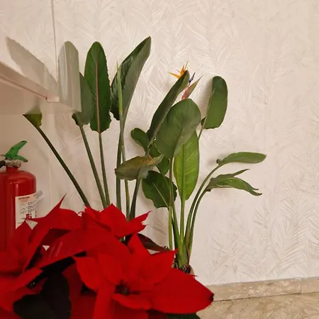 La Strelizia Appartement