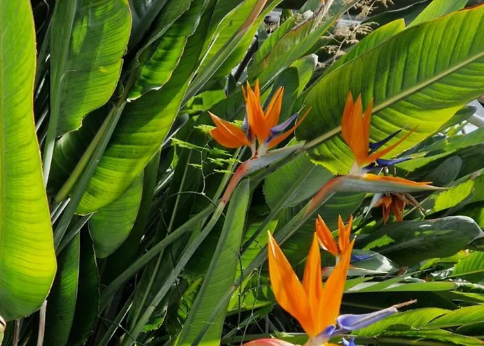 Apartman La Strelizia *